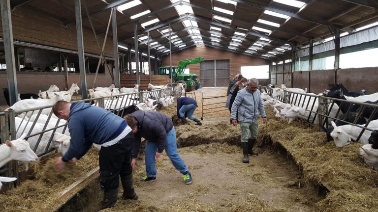 Bezoek aan geiten- en koeienboerderij Sik & Blaar